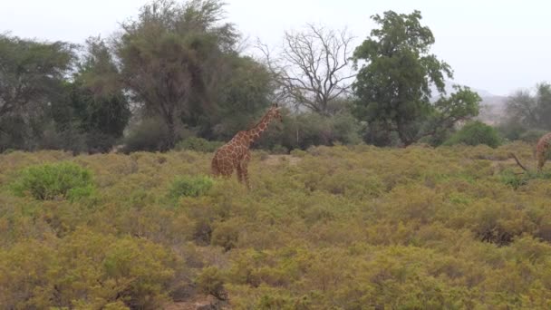 Giraffen eten de bladeren van de bomen In Samburu — Stockvideo