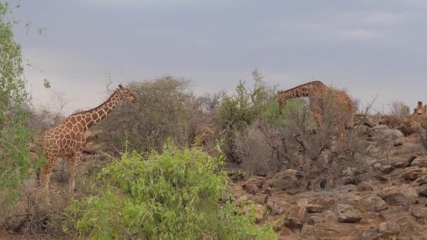 Жирафы едят листья с деревьев. Самбуру Кении . — стоковое видео
