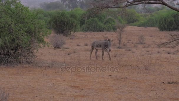 Zebra atravessa o deserto de Savannah com um solo castanho-avermelhado — Vídeo de Stock