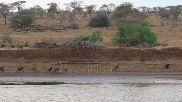 Affengruppe läuft am Ufer des Flusses in der afrikanischen Savanne — Stockvideo