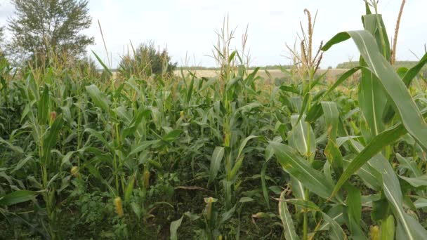 Campo con maíz maduro, el cultivo de cultivos, balanceándose en el viento . — Vídeo de stock