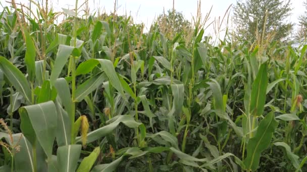 Campo con maíz maduro, el cultivo de cultivos, balanceándose en el viento . — Vídeos de Stock