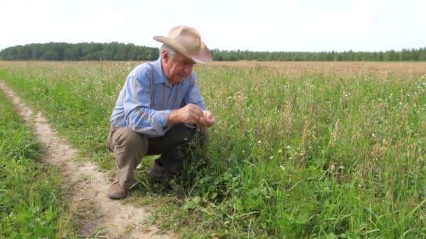 Vecchio agricoltore in un cappello da cowboy, campo agricolo, controlla la maturazione del raccolto di cereali — Video Stock