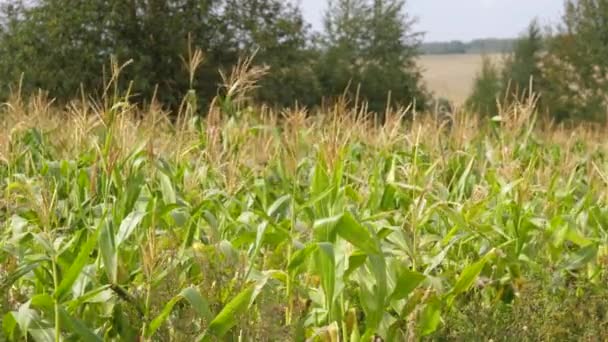 Veld met rijpe maïs, de teelt van landbouwgewassen zwaaiend In de Wind. — Stockvideo