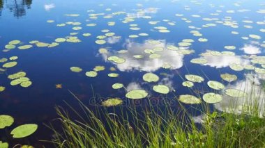 Yaprak zambak Float Lake yüzeylerde nerede gökyüzü ve bulutlar 4 k yansıtacak