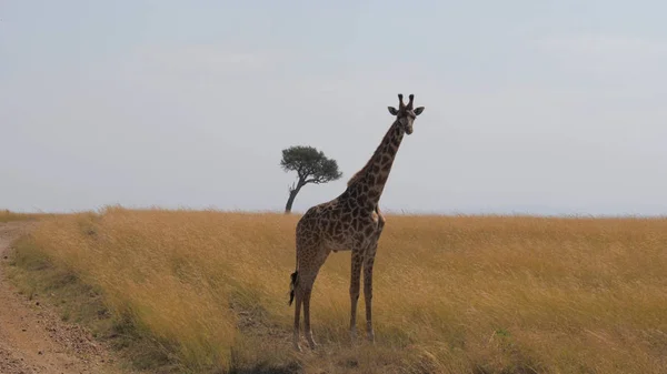 Yalnız zürafa Afrika savana duruyor. Masai Mara, doğa rezerv, Kenya