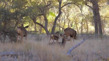 Fawns ile geyik sürüsü otlatmak ve ağaçlar Grove Zion Park gölgede dinlenmek