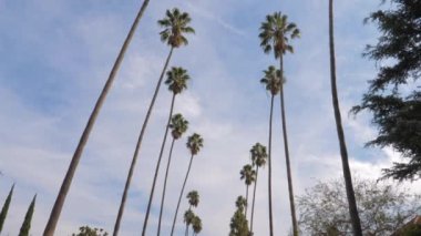 Panorama atış aşağıdan yukarıya uzun boylu California palmiye ağaçları, 4k