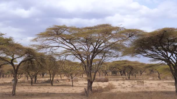 Erdő gyönyörű akác fák termesztett Kenyában a száraz afrikai szavanna, 4k. — Stock videók