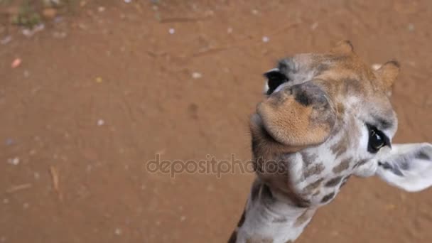 Close Up de uma cara engraçada Girafa vira sua cabeça 4k — Vídeo de Stock