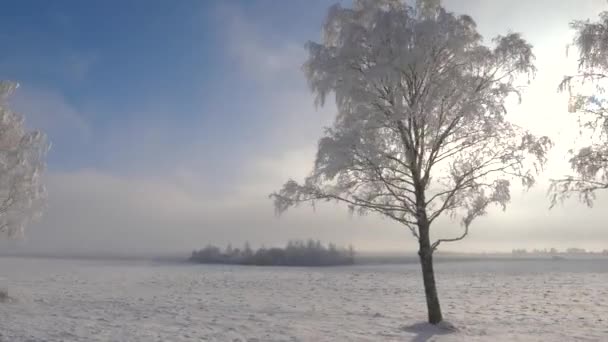 Movimiento de cámara cerca del bosque en invierno, el sol brilla, las heladas brillan en los árboles — Vídeos de Stock