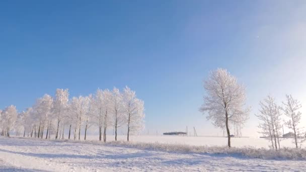 Ruch kamery w pobliżu lasu w sezonie zimowym słońce świeci, chyli szron na drzewach — Wideo stockowe