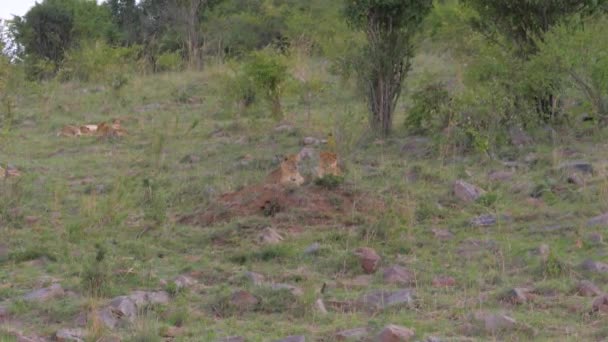 Leões jovens descansando deitados na grama perto dos arbustos da savana africana — Vídeo de Stock