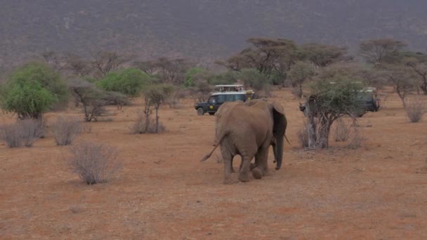 Samburu, Keňa - 22. července 2017: Safari jeepy s turisty Foto sloni 4k — Stock video