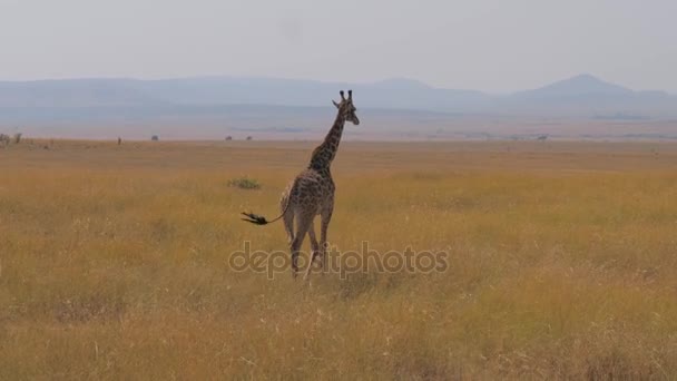 Magányos zsiráf séta az afrikai szavanna. Maszáj Mara, természet tartalék Kenya
