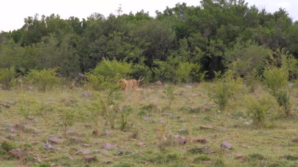 4 k のアフリカのサバンナで緑の木々 の野生の薮の外を歩く大人のライオン — ストック動画