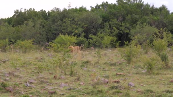 Adult Lion går ut ur de vilda buskarna av gröna träd i afrikanska savannen 4 k — Stockvideo