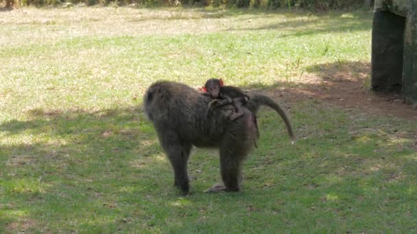 Wild Mother Monkey Carries On Back Her Child In Their Natural Habitat 4k — Stock Video