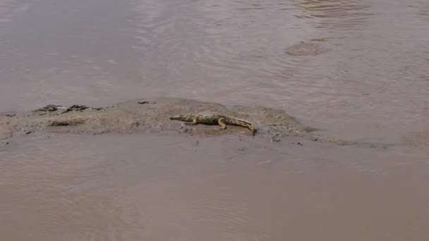 Ein junges Krokodil liegt auf einer sandigen lehmigen Insel im schlammigen Mara-Fluss — Stockvideo
