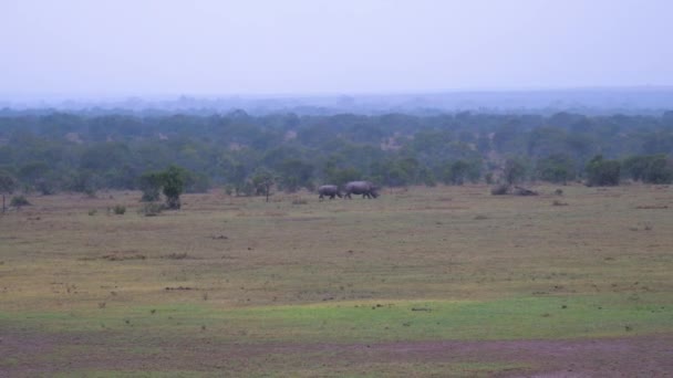 Σε απόσταση είναι σπάνιο λευκό ρινόκερο μητέρα με μωρό Κένυας αποθεματικό — Αρχείο Βίντεο