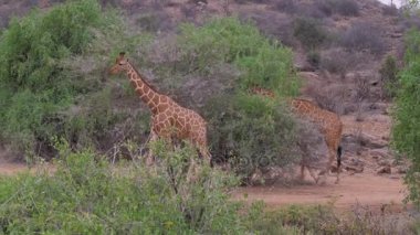 Zürafalar Afrika savana, Samburu, ağaçların yaprakları yemek gider