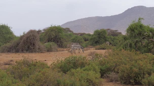 Стадо Гревиса Зебры пасущихся возле зеленых кустов и деревьев заповедника Самбуру — стоковое видео