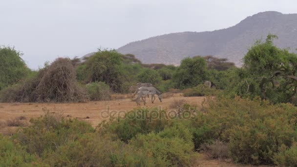 Troupeau de Grevys Zebra broutant près des buissons verts et des arbres de la réserve de Samburu — Video