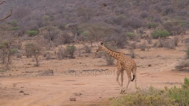 Samotny żyrafa chodzenie na suche zakurzone afrykańskiej sawanny, Samburu Kenii 4k — Wideo stockowe