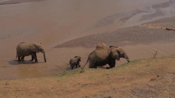 Elefanti del gregge e bambino giocoso nell'acqua raffreddato, inumidiscono la pelle e bevono 4K — Video Stock