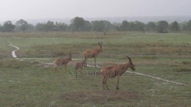 Antilop Alcelaphus Savannah yağmur yağmaya hareketsiz ayakta Buselaphus