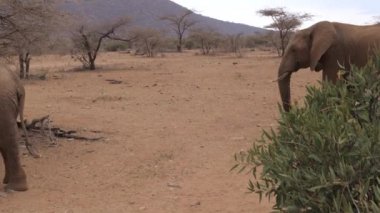 Sürüyü Afrika yetişkin filler kurak kahverengi toprak Samburu rezerv gider