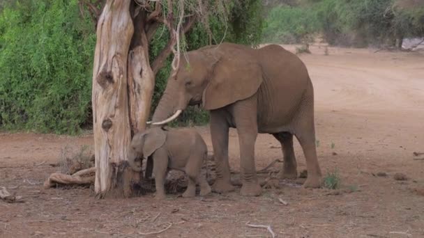 Dorosły słoń afrykański z dzieckiem z martwym drzewie jeść mrówki w Samburu — Wideo stockowe