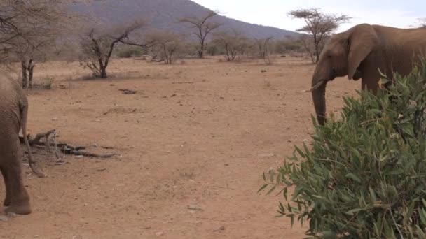 乾燥した茶色の地球サンブル リザーブ通過大人アフリカゾウの群れ — ストック動画