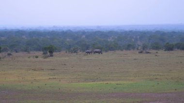 Mesafe içinde nadir Beyaz Rhino anne bebek Kenya rezerv vardır