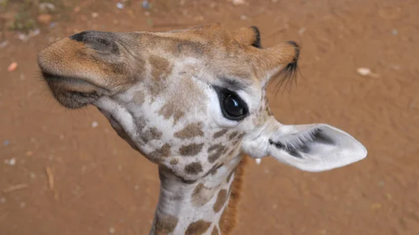 Bir komik zürafa yüz yakın çekim