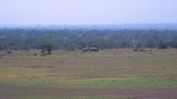 Mesafe içinde nadir Beyaz Rhino anne bebek Kenya rezerv vardır