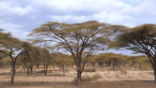Kurak Afrika savana, Kenya yetiştirilen orman güzel akasya ağaçları