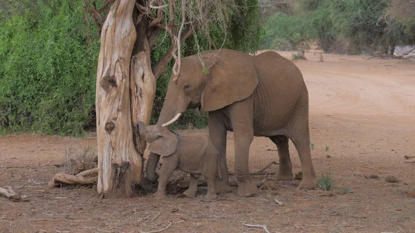 Ölü bir ağaçtan bir bebekle yetişkin Afrika fili karıncalar Samburu içinde yemek.