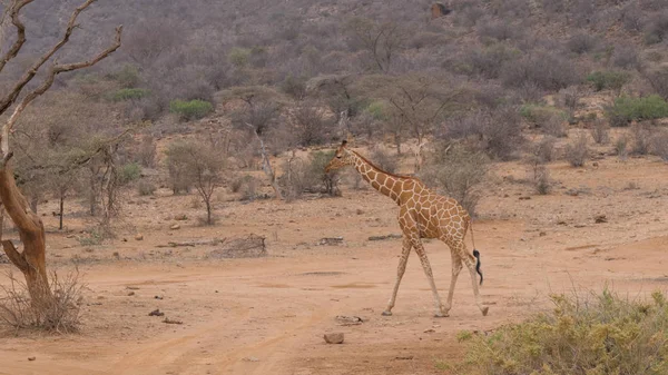 Kuru tozlu Afrika Savannah'ın üzerinde Kenya Samburu yürüyüş yalnız zürafa