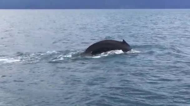 Velryba zvedání ocasu a pleskla na povrchu a skoky do vody — Stock video