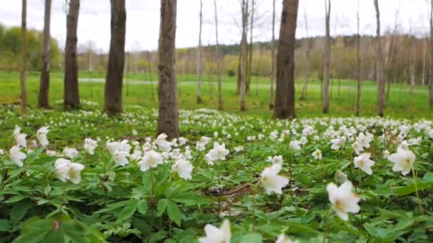 Glade Of Blossoming Snowdrops Fechar — Vídeo de Stock