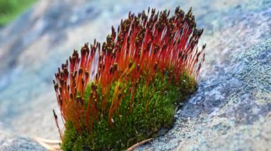 Moss bir taş üzerinde kırmızı çiçekler ile çiçek açar.
