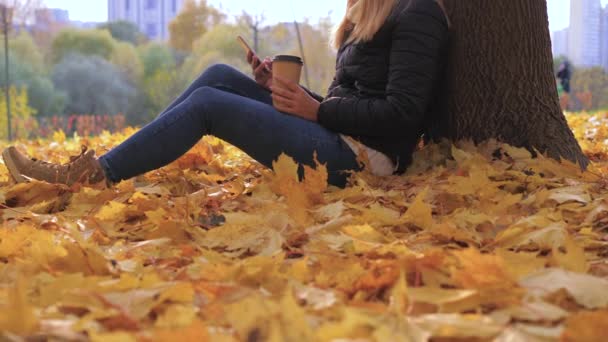 平底锅妇女坐在树附近在黄色秋天叶子, 使用应用和喝咖啡 — 图库视频影像