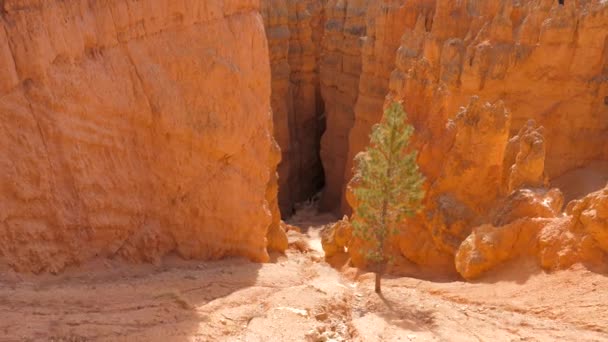 Pan Shot Bottom UP Famosa montaña de arena rojo naranja Bryce Canyon National Park 4k — Vídeos de Stock