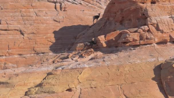 Moutons de montagne sur les rochers rouges dans le parc national — Video