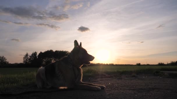 Owczarek niemiecki sylwetka leżącego na zachód słońca, oddycha pary z jego ust — Wideo stockowe