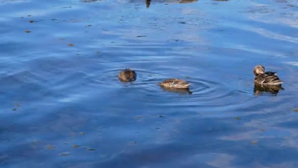 Ördekler dalış içine su av yemek ve açlık karşılamak için — Stok video