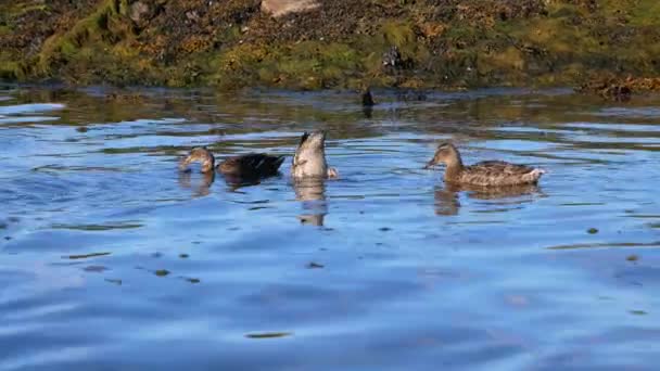 Enten tauchen in Teich ins Wasser, um Beute zu fressen und ihren Hunger zu stillen — Stockvideo