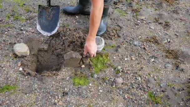 Man In Front Of Fishing Is Digging Worms With A Shovel In Ground And Sand — Stock Footage Man In Front Of Fishing Is Digging Worms With A Shovel In Ground And Sand Stock Video