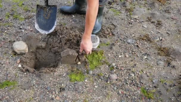 Hombre en frente de la pesca está cavando gusanos con una pala en tierra y arena — Vídeos de Stock